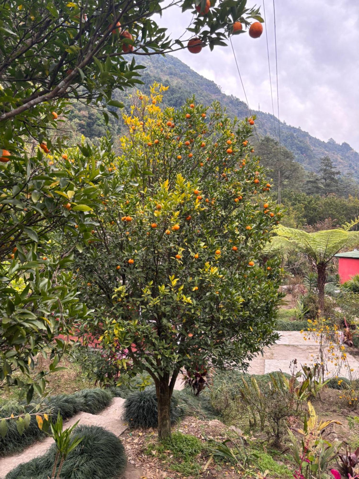 Odyssey Stays Rimbi Pelling Exterior photo